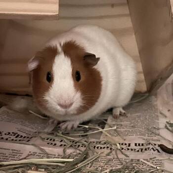 Rescue Guinea Pig Guinea Pigs for Adoption in West Des Moines, Iowa - Ron (Bonded To Kevin) | PetCurious